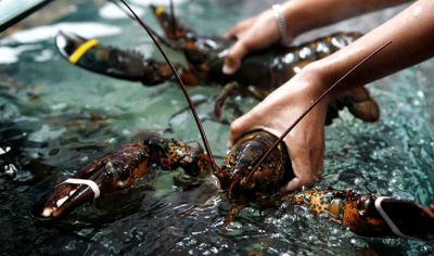 Phú Yên: Enhance the value chain for lobster products