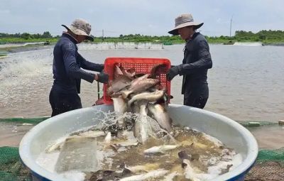 The Mekong Delta: Seabass in a bumper harvest, high prices