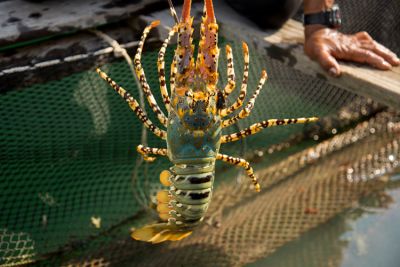 China&#039;s new regulations &quot;make it difficult&quot; for Vietnamese cotton lobsters